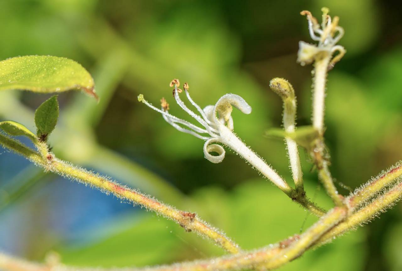 The Wild Seeds Chauvigny Εξωτερικό φωτογραφία